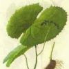 Podophyllotoxin